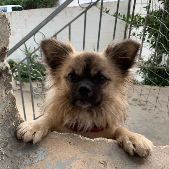 Meet your Posher, Anastasia - Picture 3 of 3